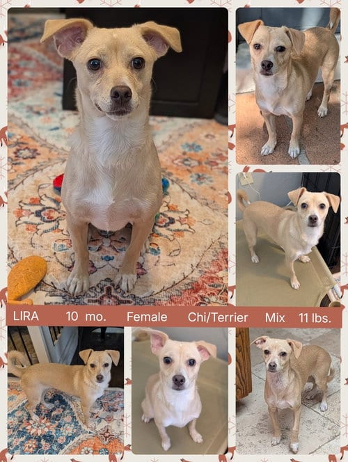 Photo of Lira, adoptable Chihuahua in Mesa, Arizona