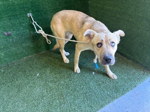 Photo of Honey, adoptable German Shepherd Dog in Lancaster, California