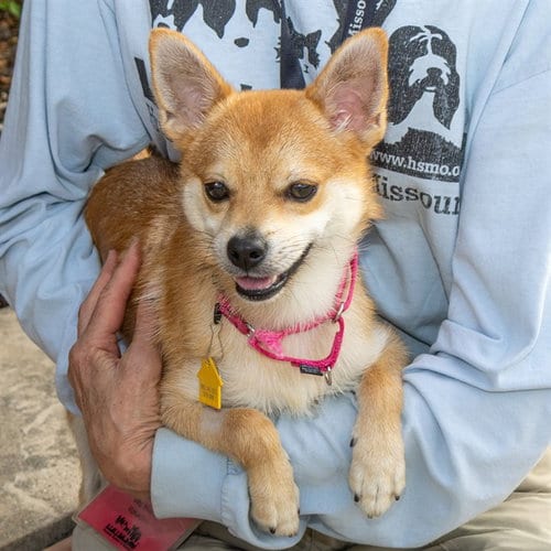Photo of Mr Darcy, adoptable Chihuahua in St Louis, Missouri
