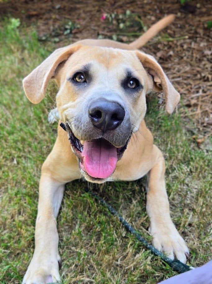 Photo of Derek, adoptable Mixed Breed in Douglasville, Georgia