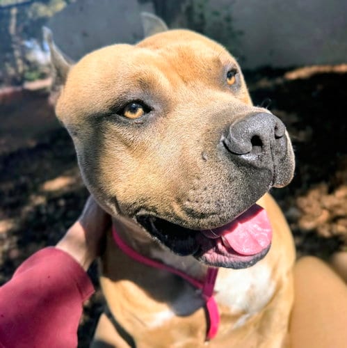 Photo of Rye, adoptable Unknown breed in Oakland, California
