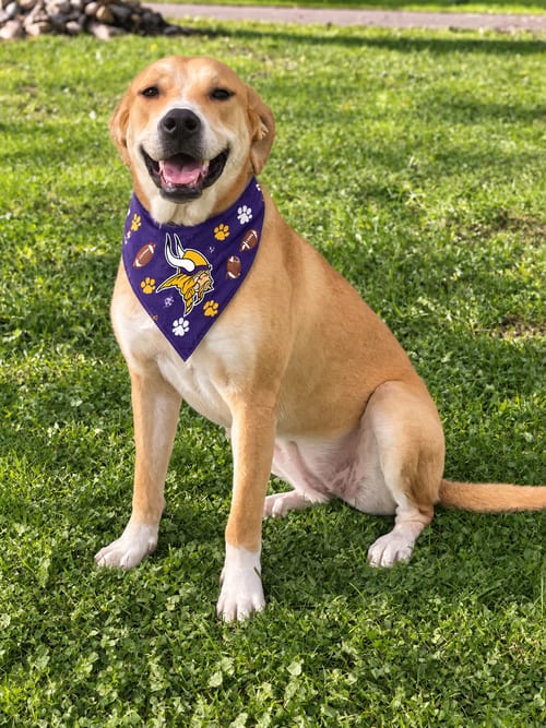 Photo of Haddie, adoptable Labrador Retriever in Crystal, Minnesota