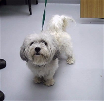 Photo of Mogley, adoptable Shih Tzu in St. Cloud, Florida