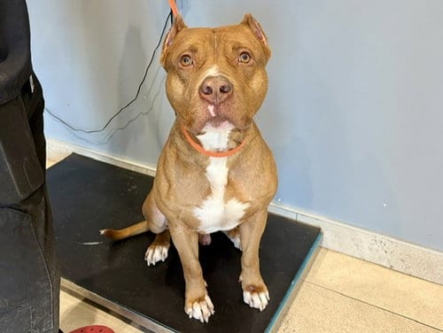 Photo of Debo, adoptable American Staffordshire Terrier in Garland, Texas