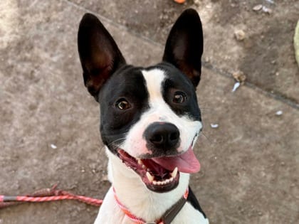 Photo of Harper, adoptable dog in Georgetown, Texas