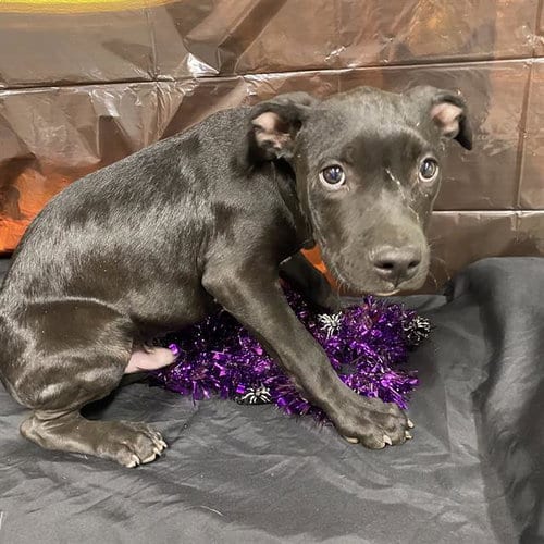 Photo of A615180, adoptable Pit Bull Terrier in Modesto, California