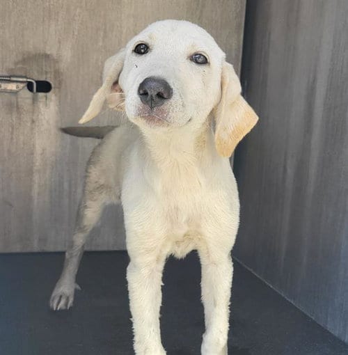 Photo of Tilly, adoptable Labrador Retriever in San Antonio, Texas