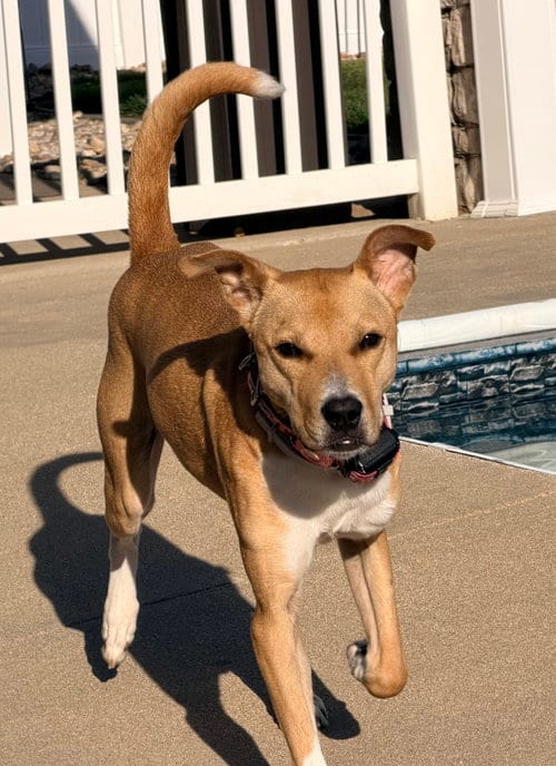 Photo of Rosie, adoptable Labrador Retriever in St. Louis, Missouri