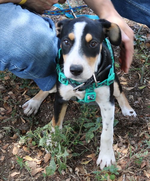 Photo of Ireland, adoptable Labrador Retriever in Bandera, Texas
