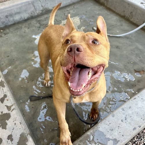 Photo of Angus, adoptable American Staffordshire Terrier in Mesa, Arizona