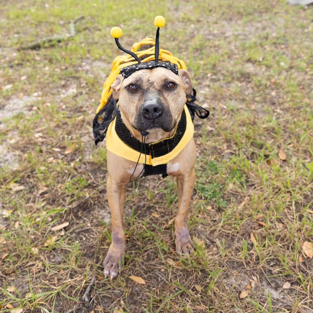 Photo of Chicken Biscuit, adoptable Mixed Breed (Medium) in Gainesville, Florida