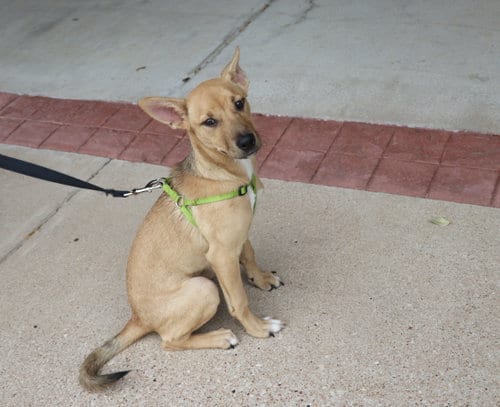 Photo of Lite Brite, adoptable Belgian Shepherd Malinois in Pflugerville, Texas