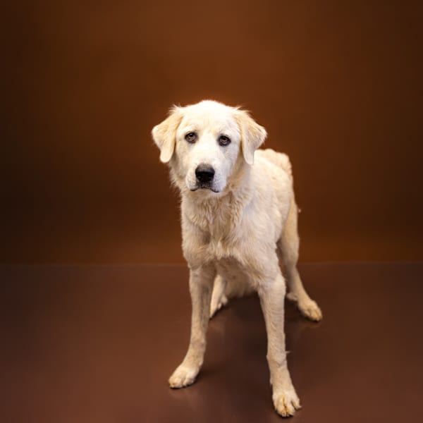 Photo of Willow, adoptable Great Pyrenees mixed Golden Retriever in Lawrenceville, Georgia