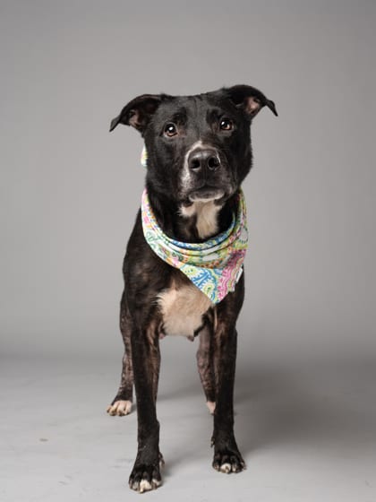 Photo of Trinket, adoptable dog in Atlanta, Georgia