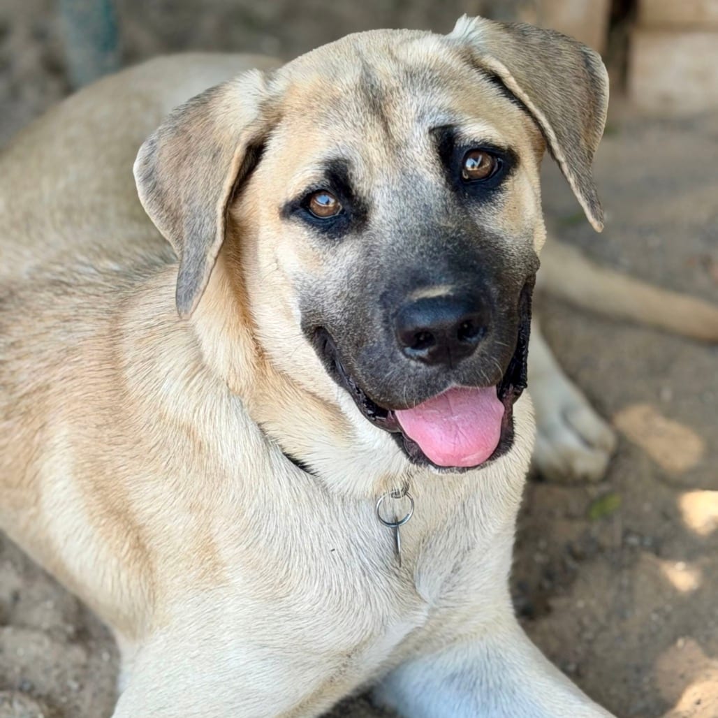 Photo of Oleander, adoptable Shepherd, Anatolian / Mixed Breed (Medium) in Riverside, California