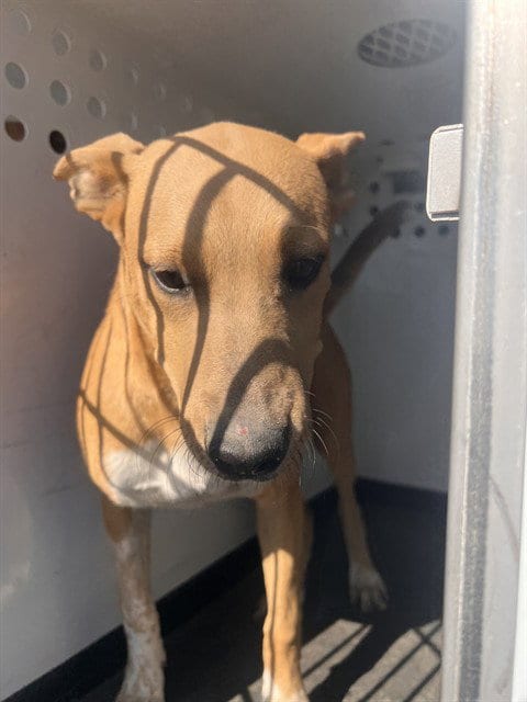 Photo of A170803, adoptable Labrador Retriever in Bakersfield, California