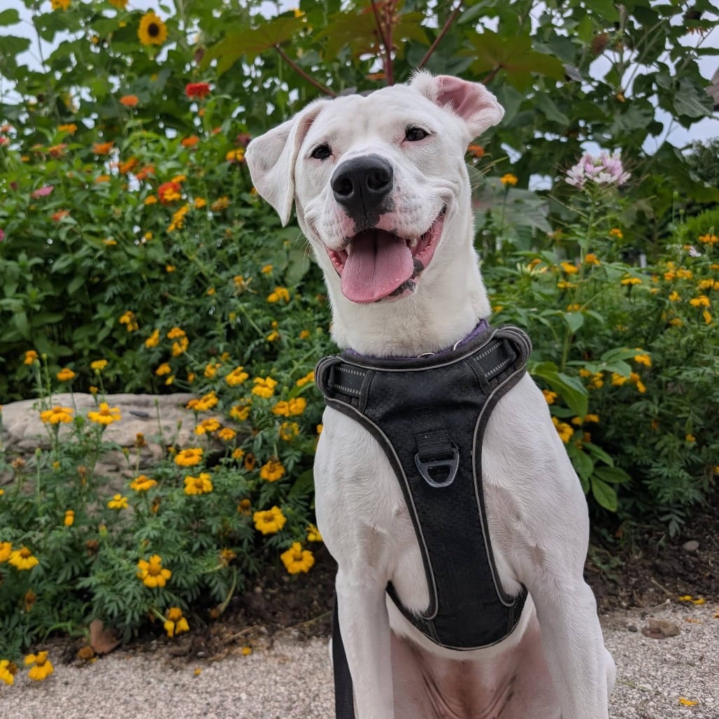Photo of Tuna, adoptable Mixed Breed (Large) in St. Charles, Missouri