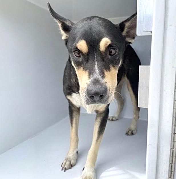Photo of Senior Rottweiler and German Shepherd Dog, adoptable Rottweiler and German Shepherd Dog in Houston, Texas