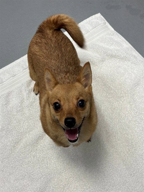 Photo of Alice, adoptable Chihuahua in Geneva, Illinois