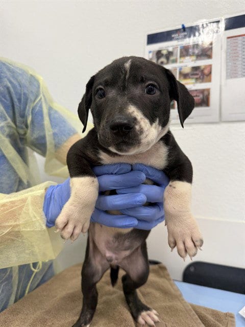 Photo of Acorn, adoptable American Pit Bull Terrier in Mesa, Arizona