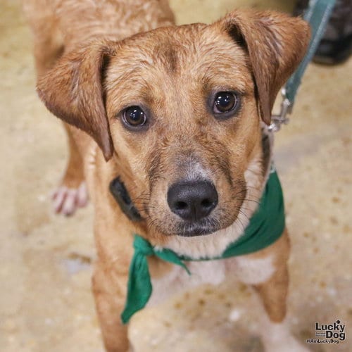 Photo of Tinker, adoptable Labrador Retriever in Washington, District of Columbia