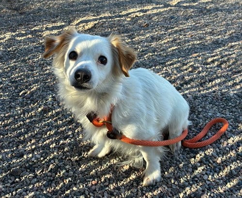 Photo of Hamilton, adoptable Chihuahua in Mesa, Arizona