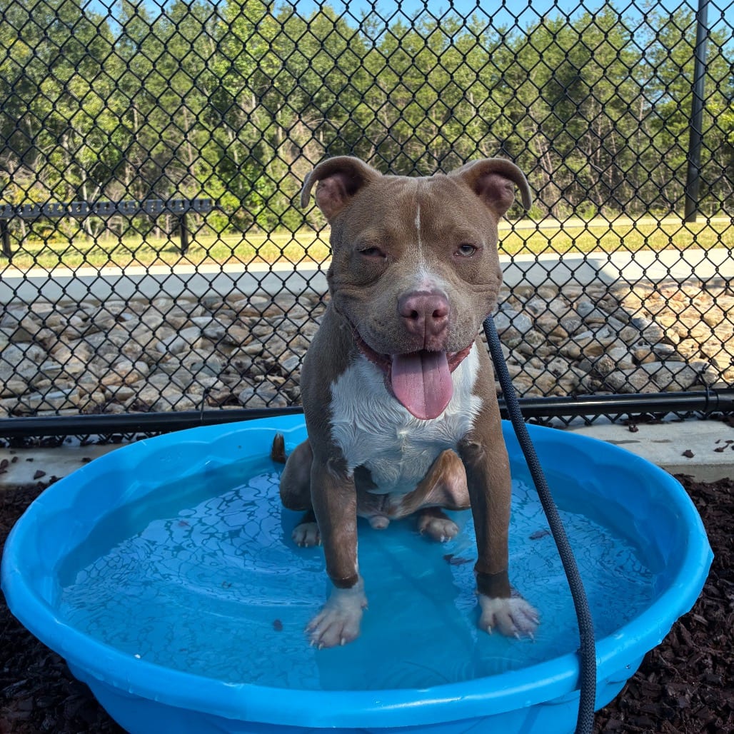 Photo of Brussel Sprout, adoptable Terrier, Pit Bull in Spartanburg, South Carolina