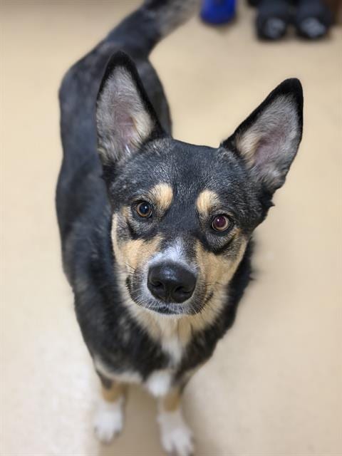 Photo of Marshall, adoptable Australian Cattle Dog/Blue Heeler in Chula Vista, California