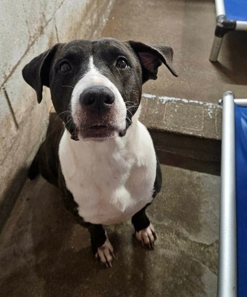 Photo of Winter, adoptable Pit Bull Terrier in El Centro, California