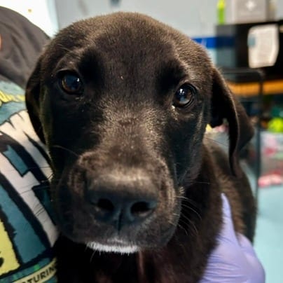 Photo of Jet, adoptable Mixed Breed (Medium) in Cape Girardeau area, Missouri