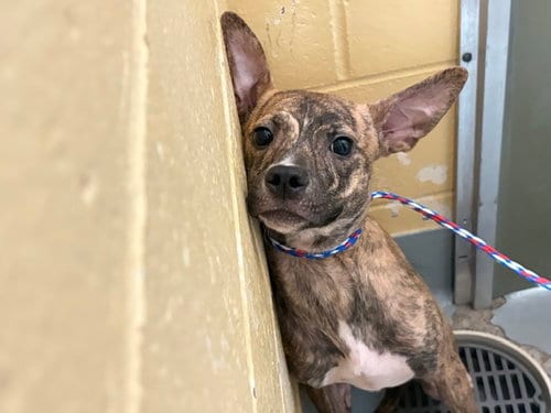 Photo of Cookie Monster, adoptable Pit Bull Terrier in Tulsa, Oklahoma