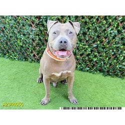 Photo of Flint, adoptable Mixed Breed (Medium) in West Palm Beach, Florida