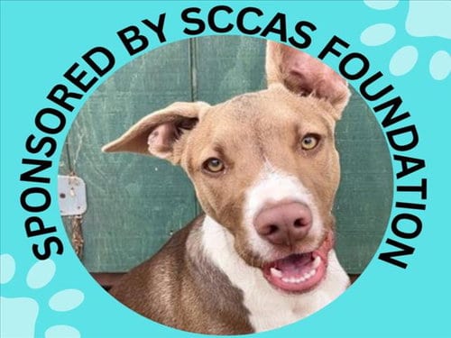 Photo of Roo, adoptable Bull Terrier in Santa Cruz, California