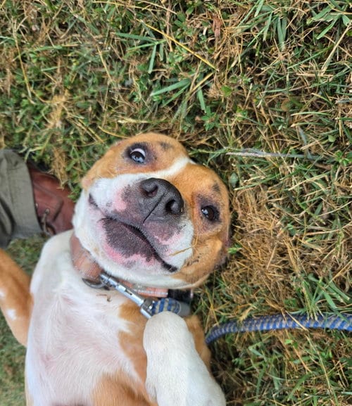 Photo of Miracle, adoptable Pit Bull Terrier in Rustburg, Virginia