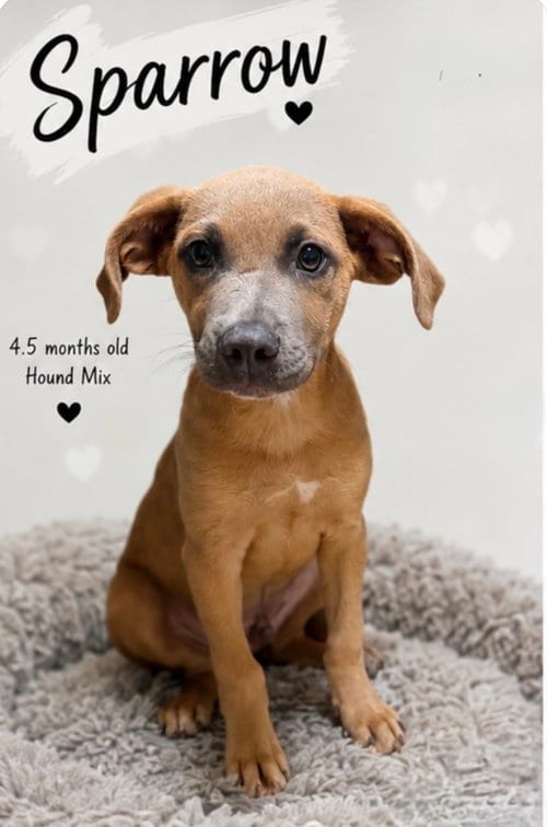 Photo of Sparrow- hound/lab puppy, adoptable Hound in Oakhurst, New Jersey