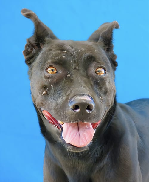 Photo of Mariana, adoptable Labrador Retriever in Pasadena, California