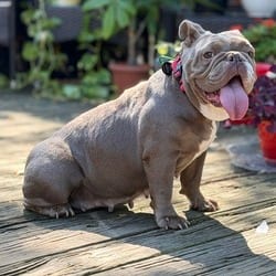 Photo of Philly Cheesesteak, adoptable American Bulldog in New York, New York