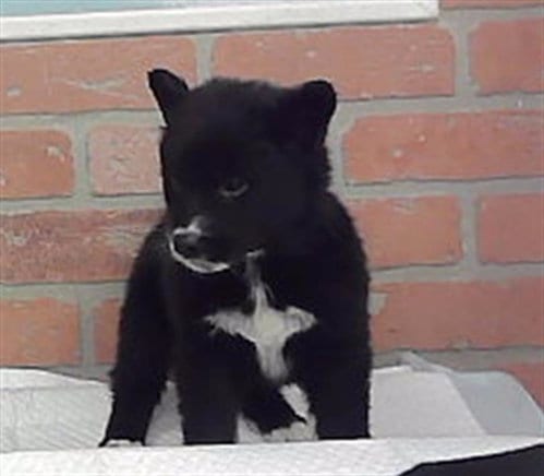 Photo of A2094054, adoptable Husky in Houston, Texas