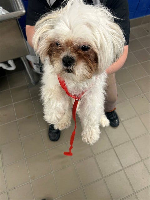Photo of Pelusa, adoptable Shih Tzu in Albuquerque, New Mexico