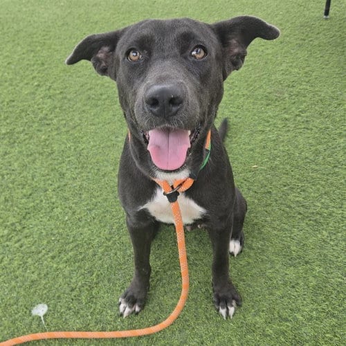 Photo of Alma, adoptable Blue Lacy in Phoenix, Arizona