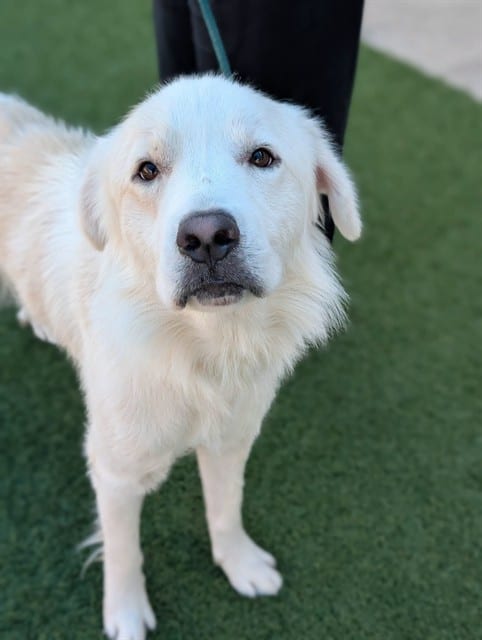 Photo of Andres, adoptable Mixed Breed