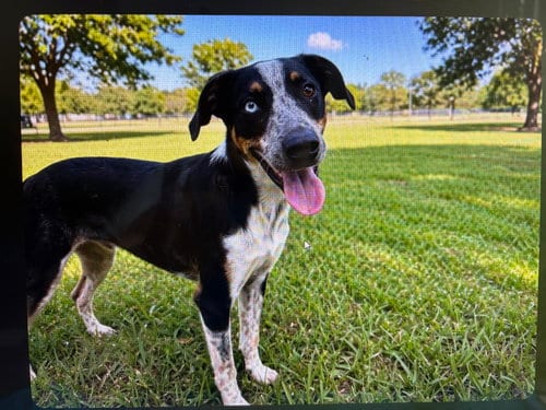 Photo of Dashing Domino, adoptable Australian Cattle Dog/Blue Heeler in Sussex, New Jersey