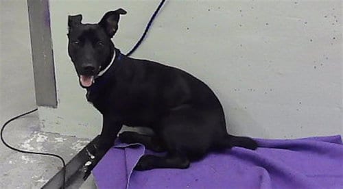 Photo of Dora Dee, adoptable Dachshund in Houston, Texas