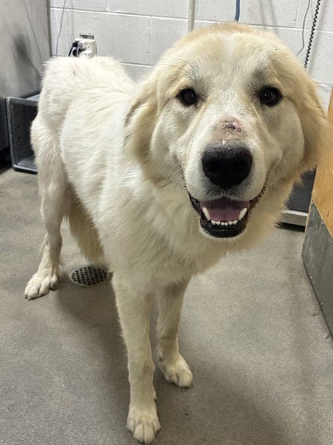 Photo of Keto, adoptable Great Pyrenees in Forestville, Maryland