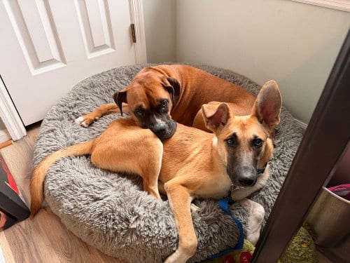 Photo of Clyde, adoptable Shepherd in Willingboro, New Jersey