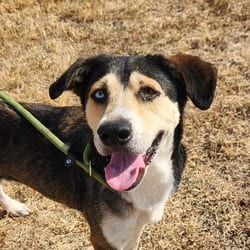 Photo of Helene BW, adoptable Husky Shepherd (Unknown Type) in Hartford, Connecticut