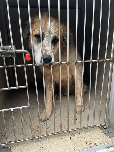 Photo of Wally, adoptable Great Pyrenees mix in Oklahoma City, Oklahoma