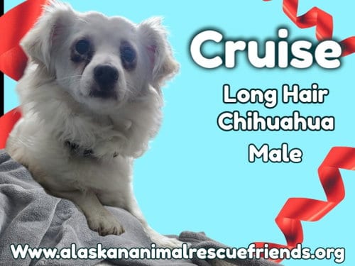 Photo of Cruz, adoptable Chihuahua in Anchorage, Alaska