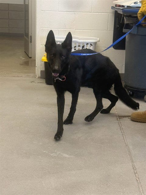 Photo of Kendra, adoptable German Shepherd Dog in Mesa, Arizona
