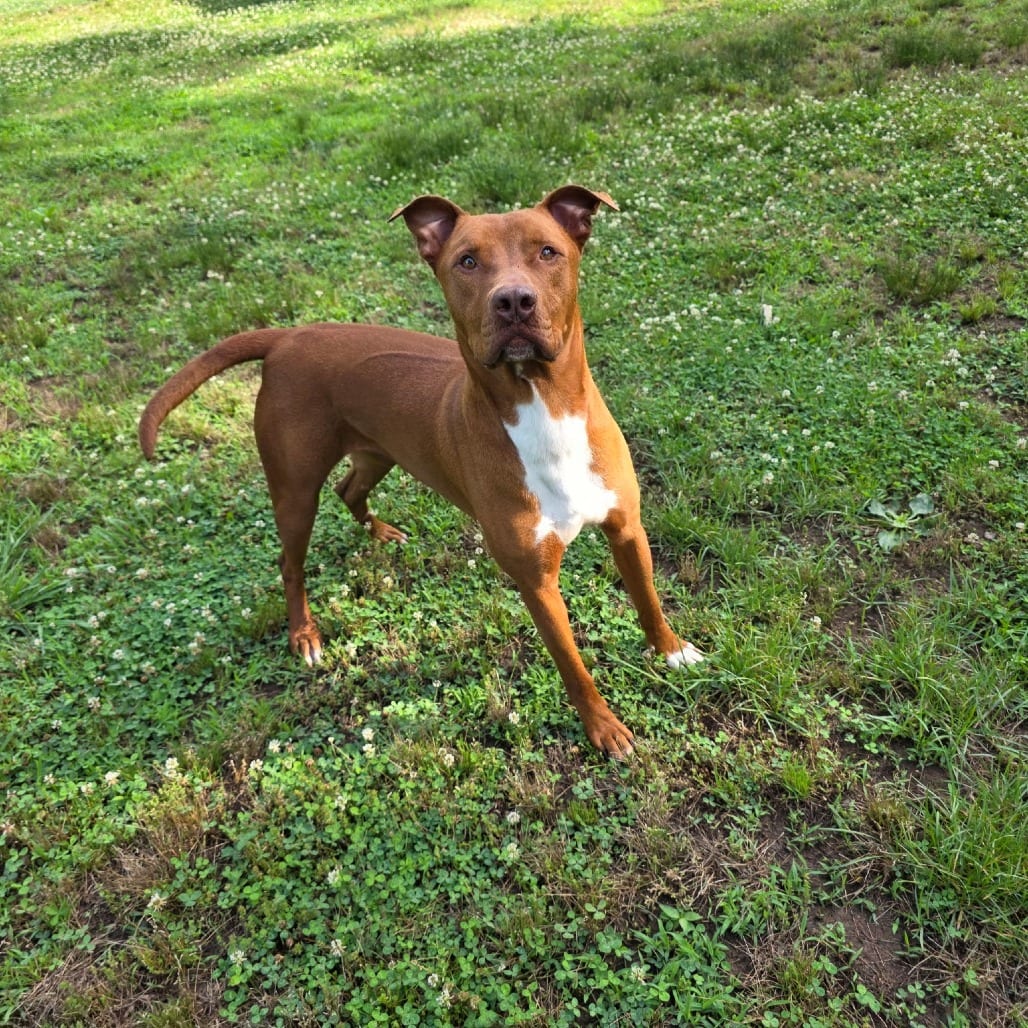 Photo of Jax (FKA Jackson), adoptable Terrier, Pit Bull / Mix